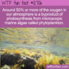 WTF Fun Facts 12706 – Oxygen From The Ocean