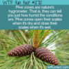 WTF Fun Fact 12712 – Pine Cone Hygrometers