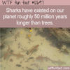 WTF Fun Fact 12697 – Sharks Are Older Than Trees