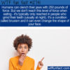 WTF Fun Fact 12741 – The Force of Teeth Grinding in Humans