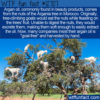 WTF Fun Fact 12707 – The Role Of Goats In Argan Oil