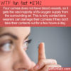 WTF Fun Fact 12742 – Your Corneas Need to “Breathe”