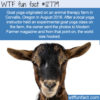 WTF Fun Fact 12779 – Goat Yoga