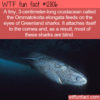 WTF Fun Fact 12806 – Greenland Sharks Are Blind