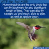 WTF Fun Fact 12805 – Hummingbirds Can Fly Backward