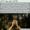 WTF Fun Fact 12794 – Pineapples As Luxury Items