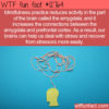WTF Fun Fact 12764 – Mindfulness Meditation Changes the Brain