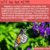 WTF Fun Fact 12799 – The Migratory Monarch Butterfly Is Endangered