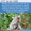 WTF Fun Fact 12800 – Monkeys and Bananas Don’t Mix