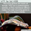 WTF Fun Fact 12808 – Mourning Geckos Are All Female