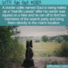 WTF Fun Fact 12803 – Real-Life Lassie
