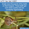 WTF Fun Fact 12807 – Snails Have Teeth