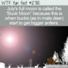 WTF Fun Fact 12780 – The Buck Moon
