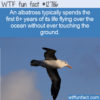 WTF Fun Fact 12786 – Endless Albatross Flying