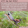 WTF Fun Fact 12767 – Lyrebird Mimicry