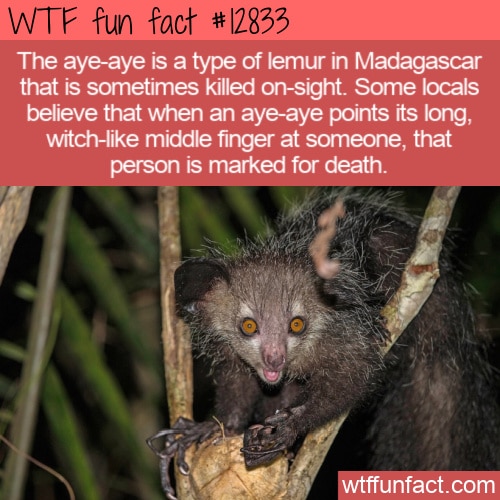 WTF Fun Fact 12833 - The Aye Aye: Animals Deemed 
