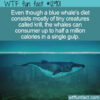 WTF Fun Fact 12901 – Blue Whale Calorie Intake