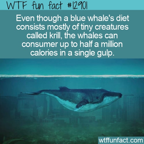WTF Fun Fact 12901 - Blue Whale Calorie Intake