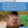 WTF Fun Fact 12905 – Monkey Blamed for Fake 911 Calls