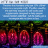 WTF Fun Fact 12820 – Do We Only Use 10% of Our Brains? No.