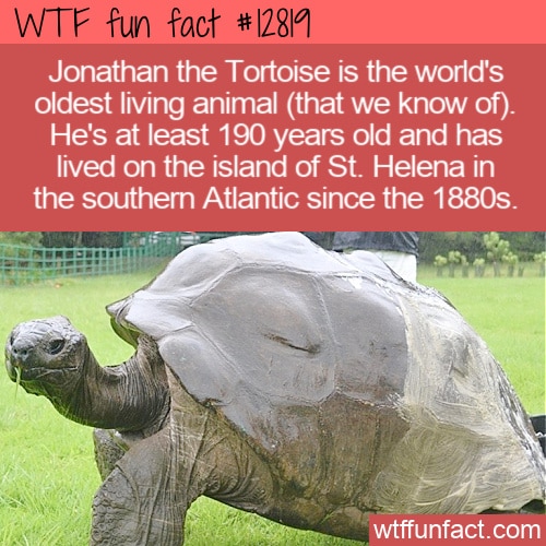 WTF Fun Fact 12819 - Jonathan the Tortoise