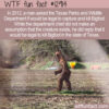 WTF Fun Fact 12914 – It’s Legal To Kill Bigfoot in Texas