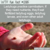 WTF Fun Fact 12385 – Ladybugs are Cannibals