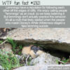WTF Fun Fact 12821 – Lemmings Don’t Commit Mass Suicide