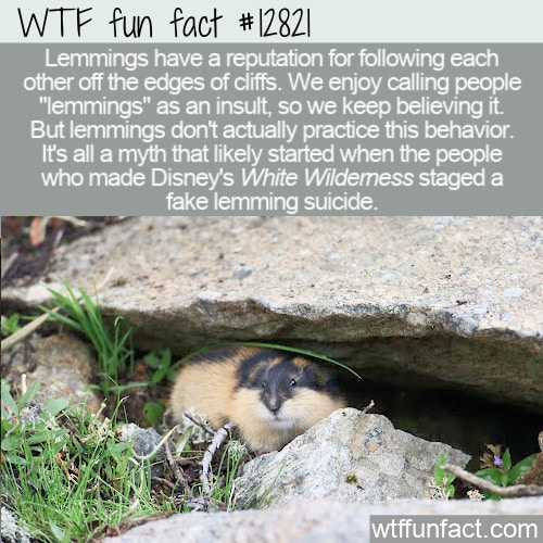 WTF Fun Fact 12821 - Lemmings Don't Commit Mass Suicide