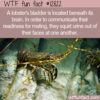 WTF Fun Fact 12822 – How Do Lobsters Communicate?