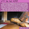 WTF Fun Fact 12909 – The Land Animal That Lived The Longest