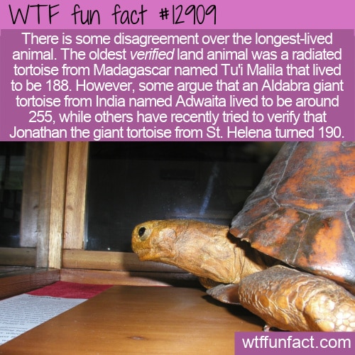 WTF Fun Fact 12909 - The Land Animal That Lived The Longest