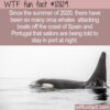 WTF Fun Fact 12829 – Orca Attacks