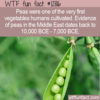 WTF Fun Fact 12816 – Peas Are the Oldest Cultivated Vegetable