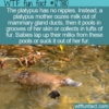 WTF Fun Fact 12810 – The Platypus Has No Nipples