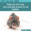 WTF Fun Fact 12823 – Rats are Ticklish