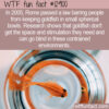 WTF Fun Fact 12900 – Goldfish Bowls Are Banned in Rome