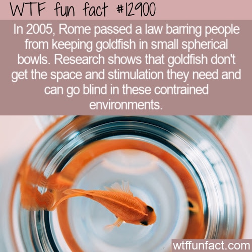 Keeping goldfish best sale in a bowl