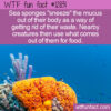 WTF Fun Fact 12831 – Sea Sponges Sneeze and Squeeze