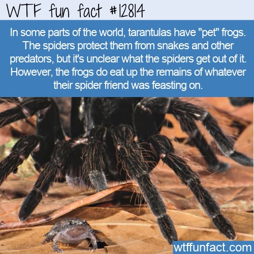tarantula eating frog