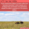 WTF Fun Fact 12826 – The Problem With Preferring Trees Over Grasslands