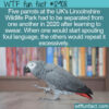 WTF Fun Fact 12908 – Lincolnshire Wildlife Park’s Swearing Parrots