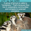 WTF Fun Fact 12943 – A Conspiracy of Lemurs
