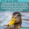 WTF Fun Fact 12950 – Anatidaephobia