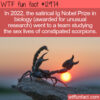 WTF Fun Fact 12974 – The Sex Lives of Constipated Scorpions