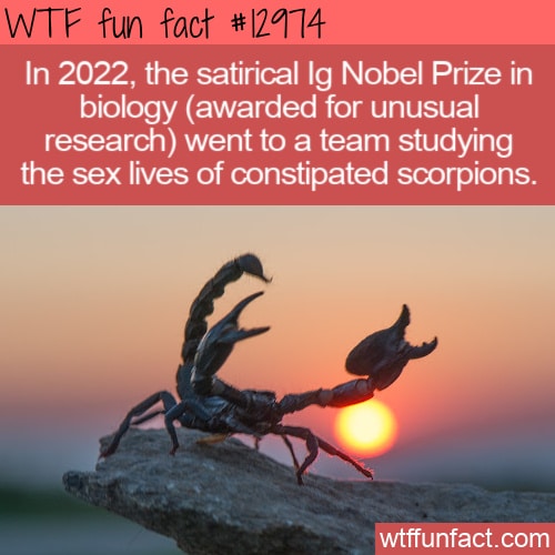 WTF Fun Fact 12974 - The Sex Lives of Constipated Scorpions