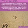 WTF Fun Fact 12923 – Grief After Pet Loss is Profound