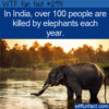 WTF Fun Fact 12931 – Killed by elephants in India