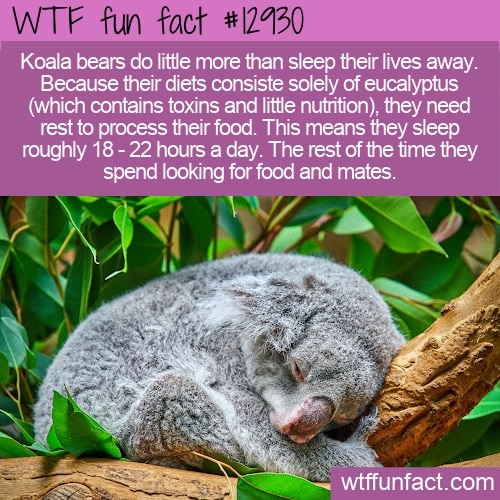 Koala Bears