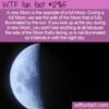 WTF Fun Fact 12965 – The New Moon